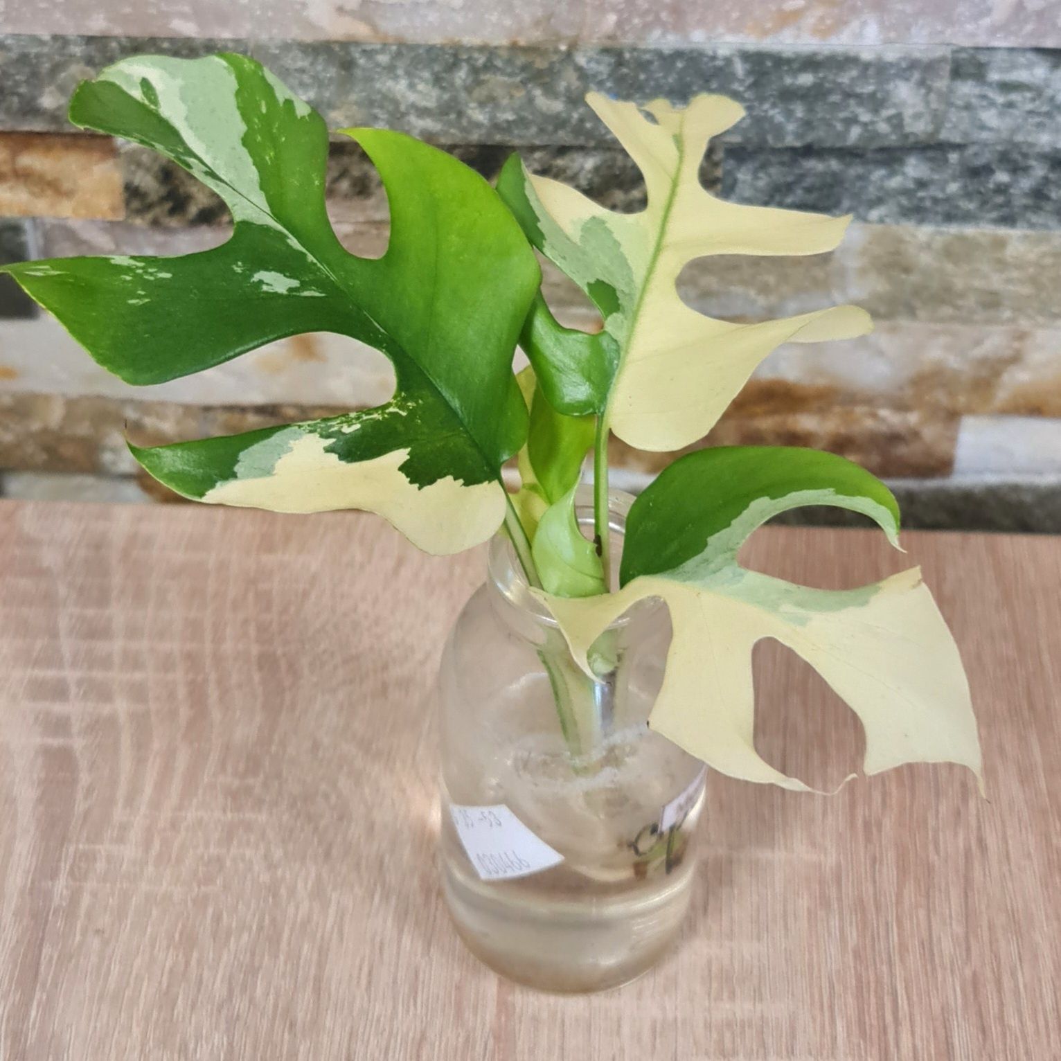 Rhaphidophora Tetrasperma Albo var.4 liście