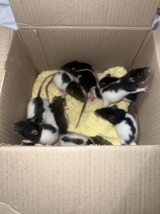 Віддам безкоштовно