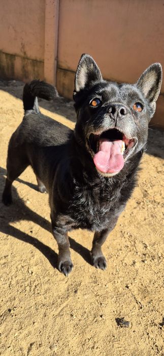 Piesek Około 4 lata