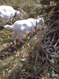 Зааненська коза віком 2.5 роки