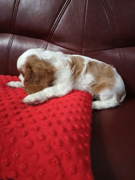 Cavalier King Charles Spaniel