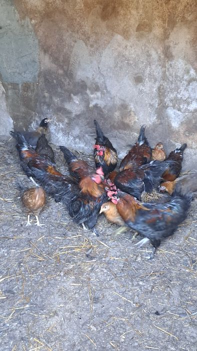 19 granizos para criação