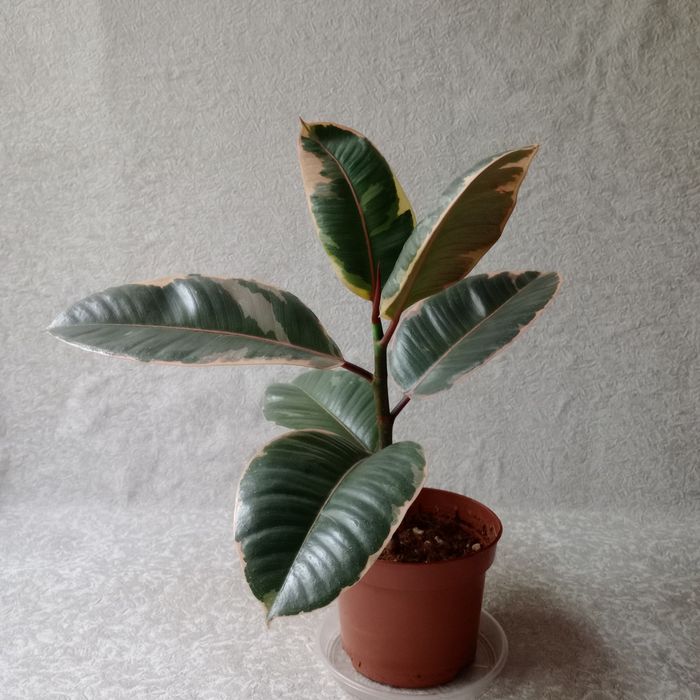 Фікус 'Беліз' (Ficus 'Belize'), 30 см. ОЛХ-доставка/самовивіз

Продам