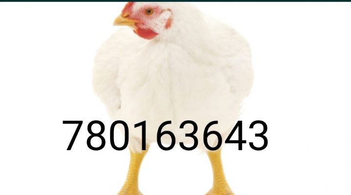 Sprzedam  Brojlery  Dowóz Gratis