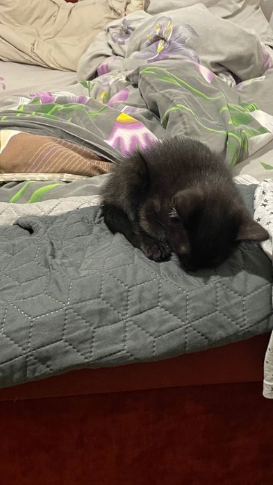 Кошеня 3 місяці хлопчик