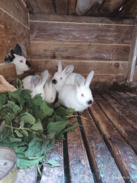 Sprzedam młode króliki kalifornijskie
