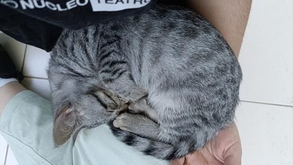 Gatinha bebé super dócil