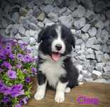 Border collie śliczna suczka, przebadani rodzice