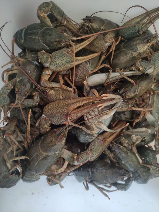 Живі раки, крупні