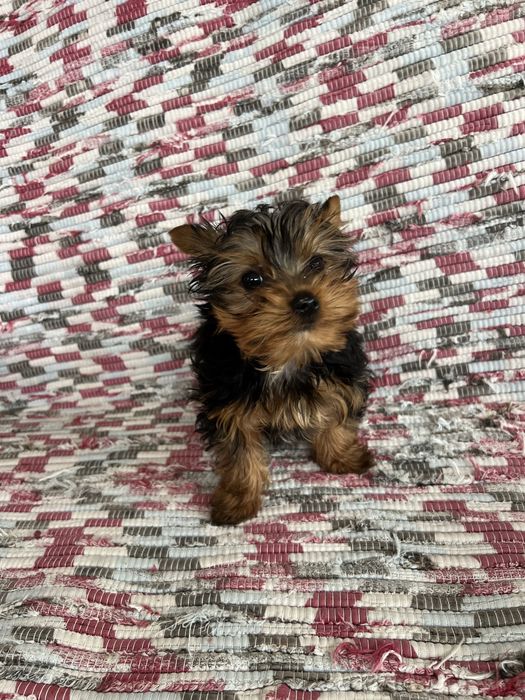 Yorkshire Mini — Linda e Carinhosa