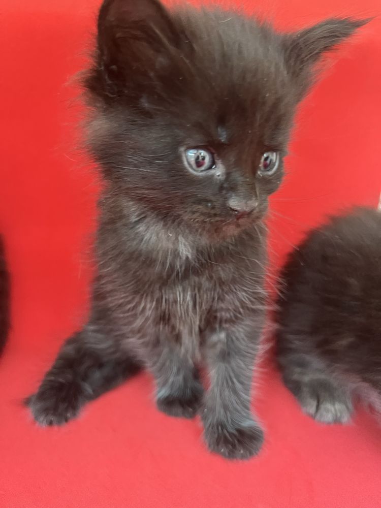 Котята Мейн Куни