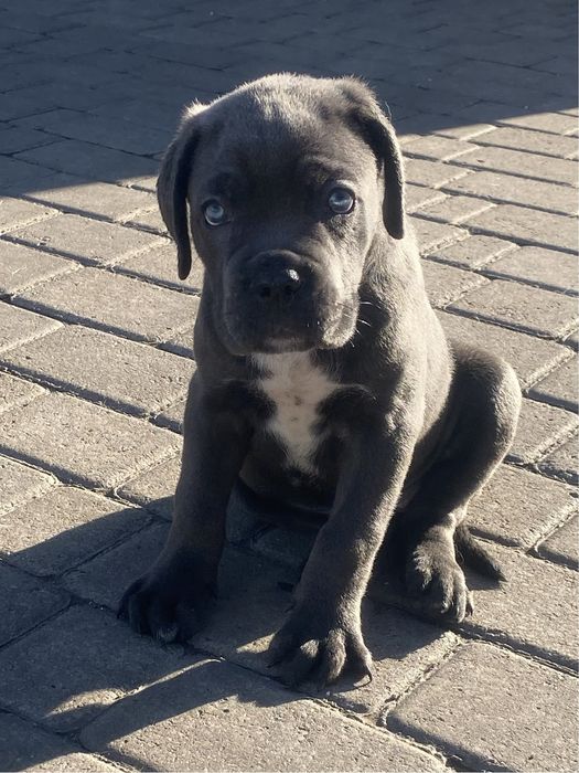 Кане Корсо щенки