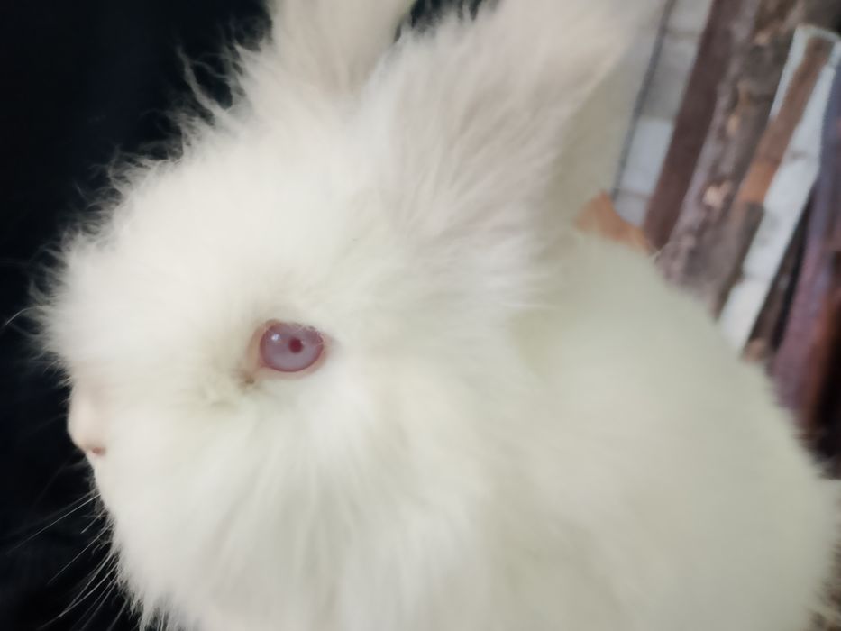 Miniatury króliczków angora karzełek Tedy