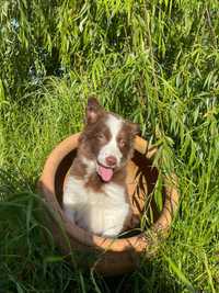 Fêmea Border Collie Chocolate