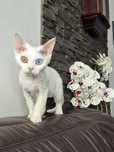 Koteczka Devon Rex Wystawo-hodowlana FPL