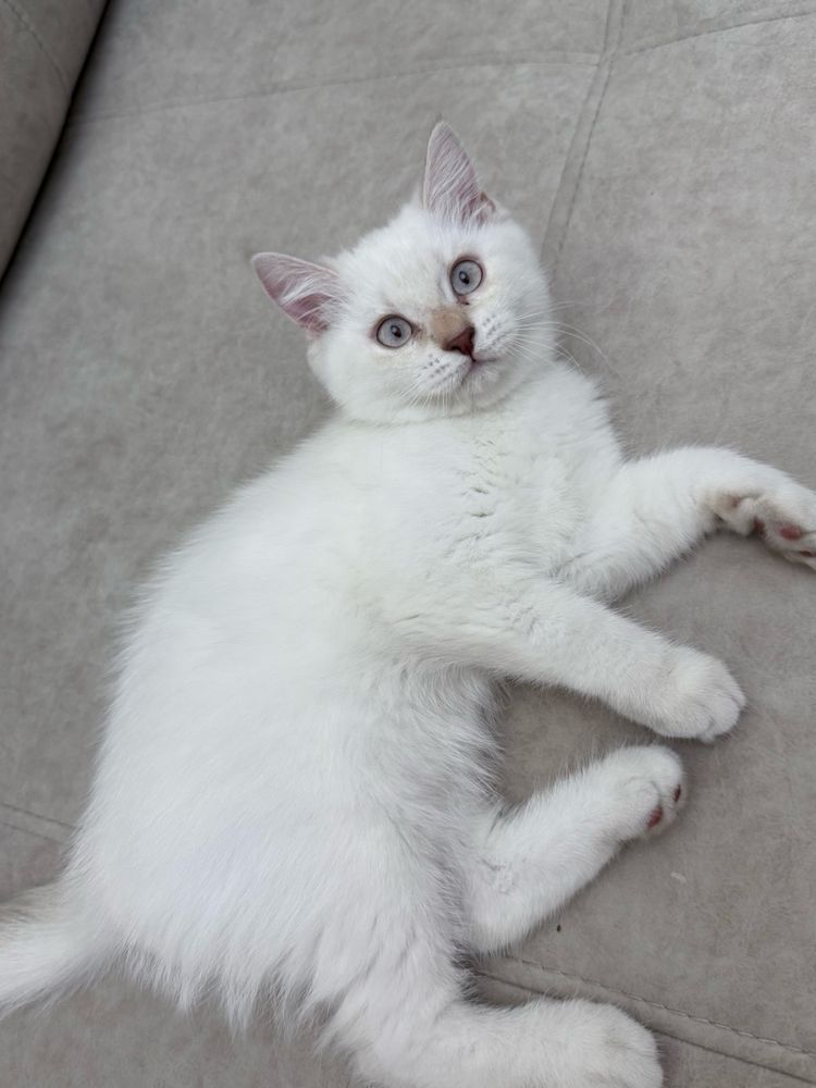 Британский котик