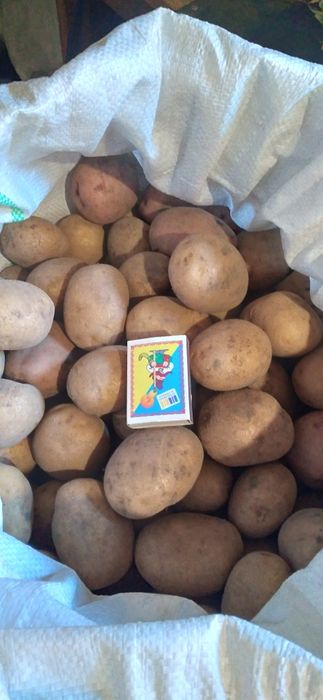 Домашні картопля,морква,буряк