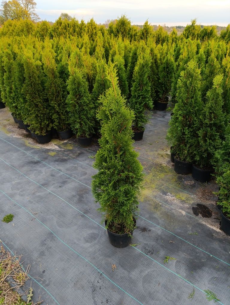 Tuja Thuja szmaragd 80cm Transport do klienta