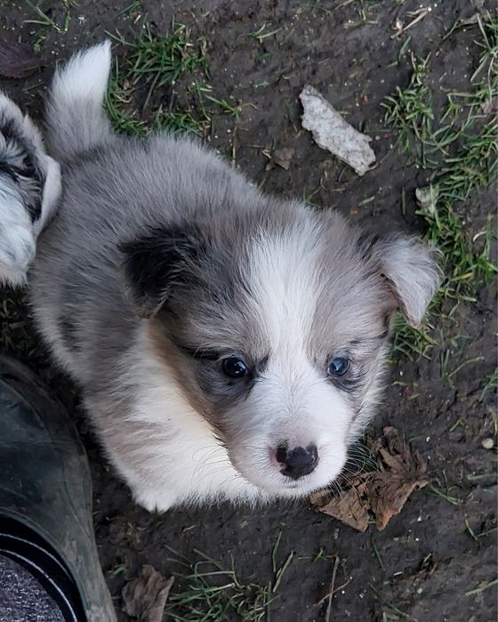 Szczeniaki Border Collie ZKwP