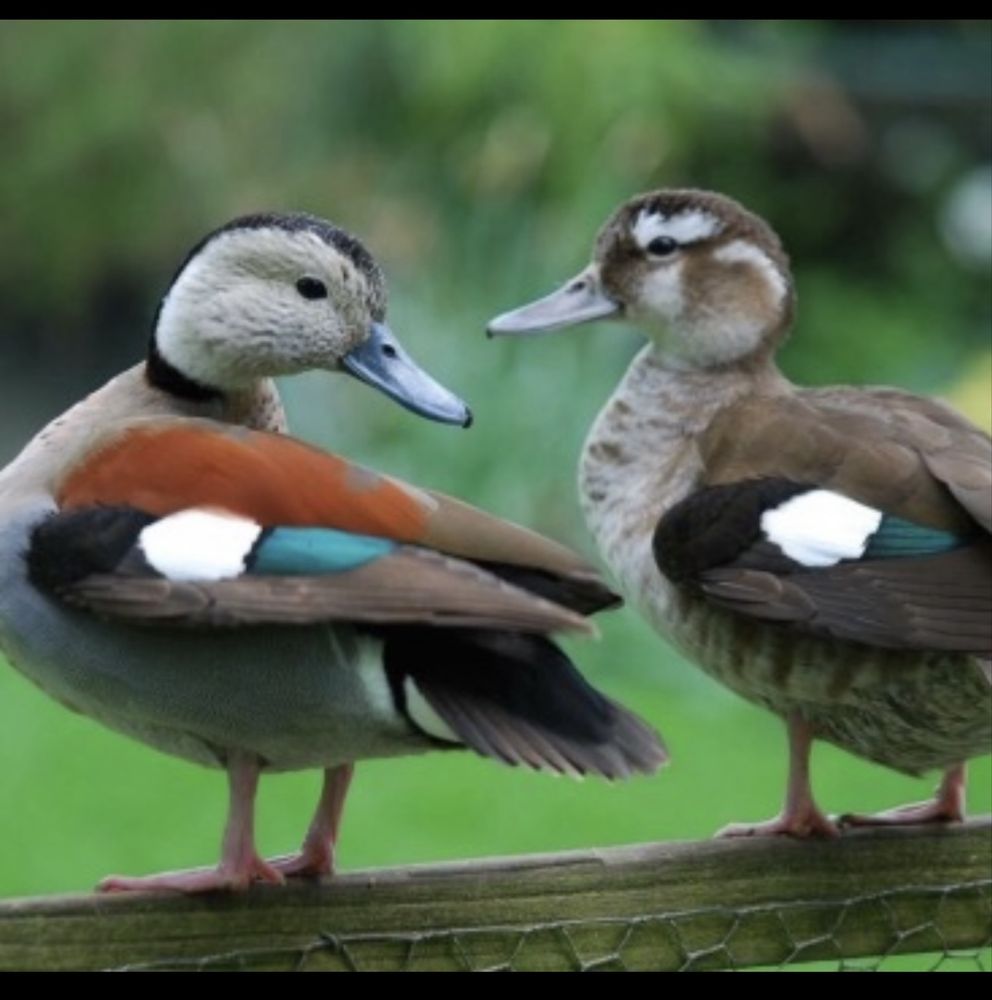 Casal patos ringed teal (Callonetta leucophrys)