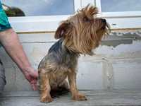 sunia yorkshire terrier