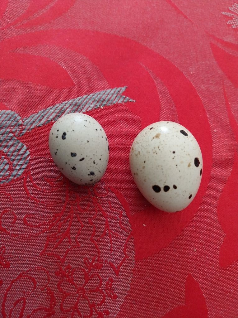 Ovos de codorniz ( caseiros)