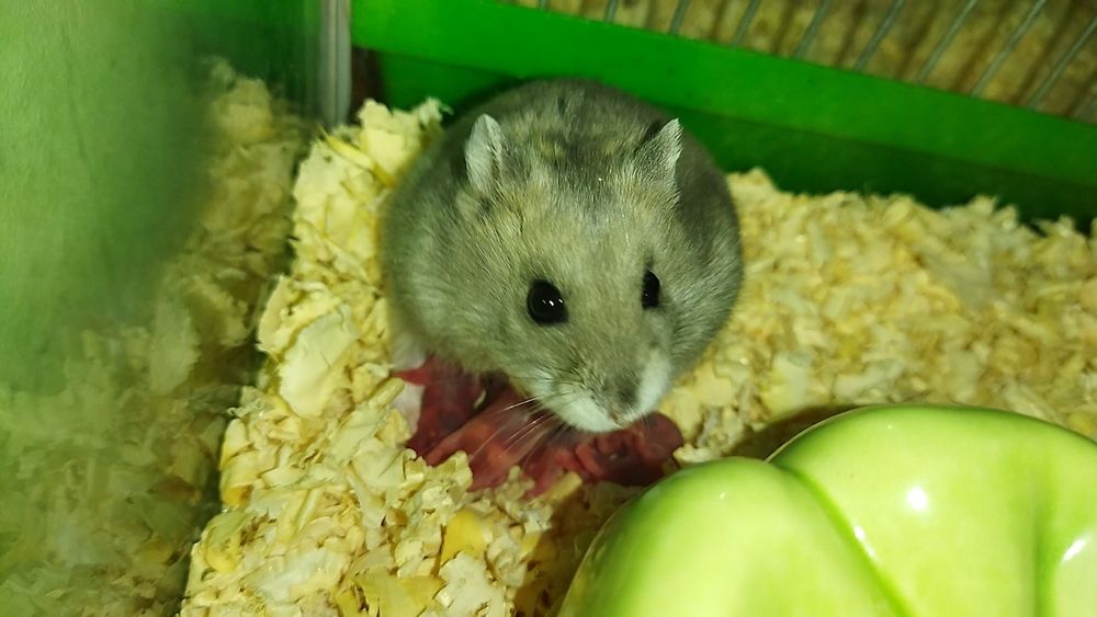 Джунгарські хом'ячки