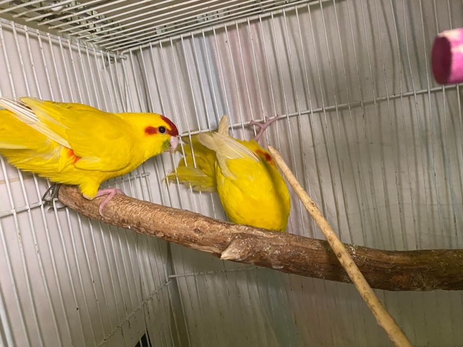 Попугай Какарик, желтые какарики
