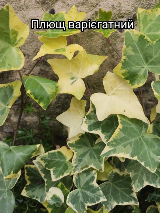 Плющ садовий вічнозелений, зимуючий плющ, вуличний, хедера