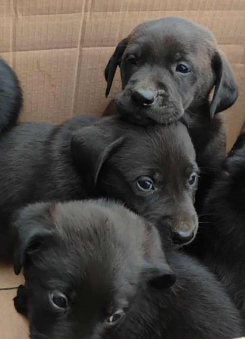 Szczeniaki szukają nowego domu