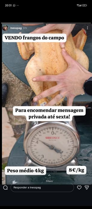 Frangos caseiros, co campo