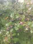 Aronia na nalewkę