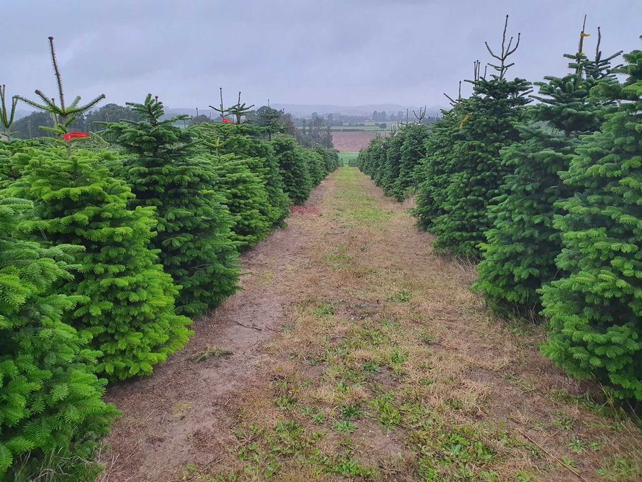 Jodła Kaukaska cięta lub w donicy 200 - 250 cm Premium / TuChoinki.pl