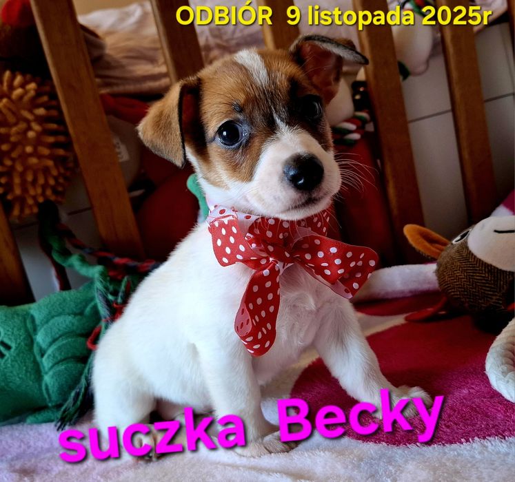 Suczka Jack Russel Terrier odbiór 9 listopad2025r RODZICE W HODOWLI