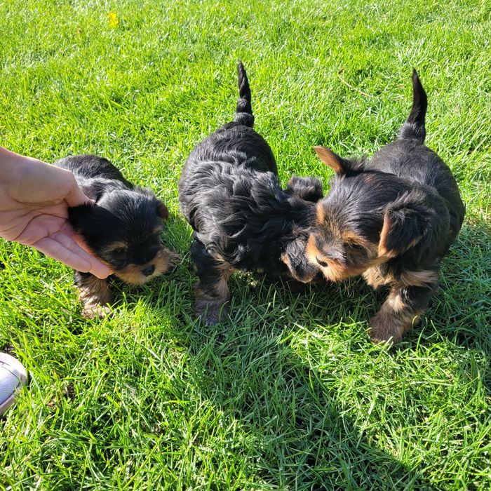Yorkshire terrier
