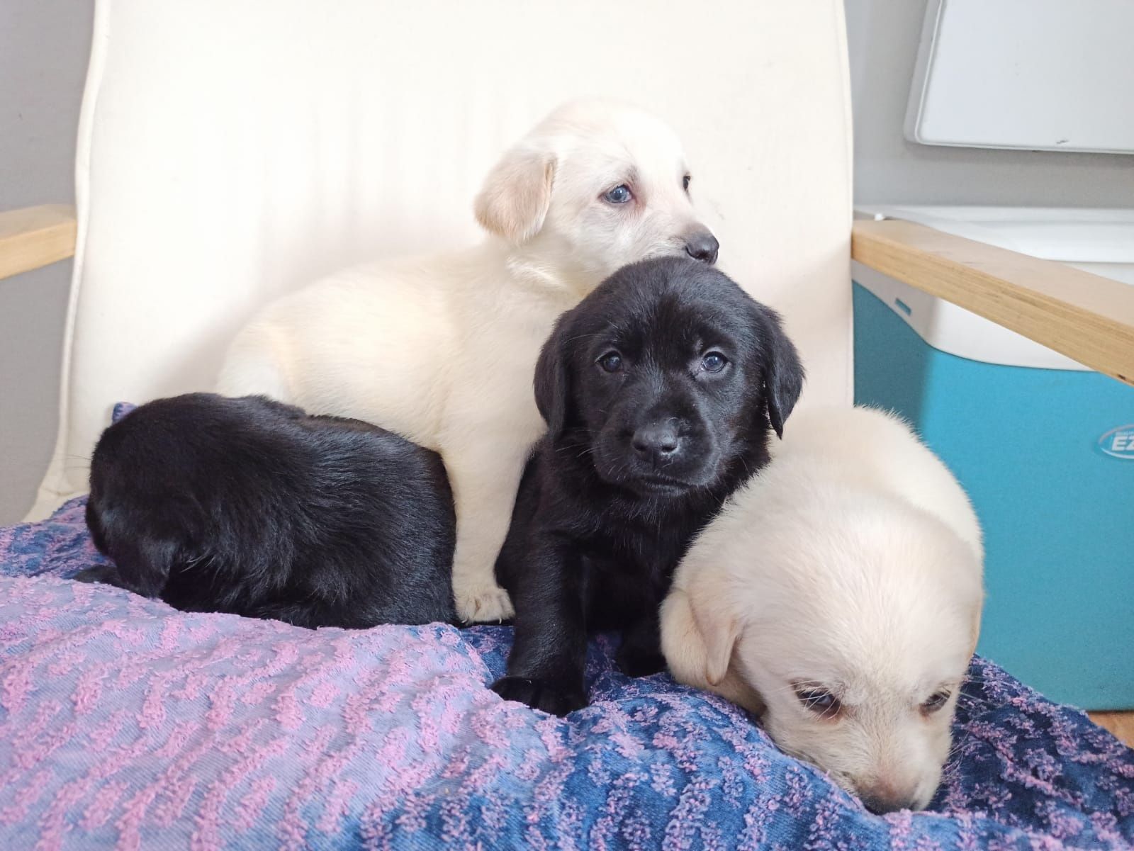Labrador Retriever Z Rodowodem