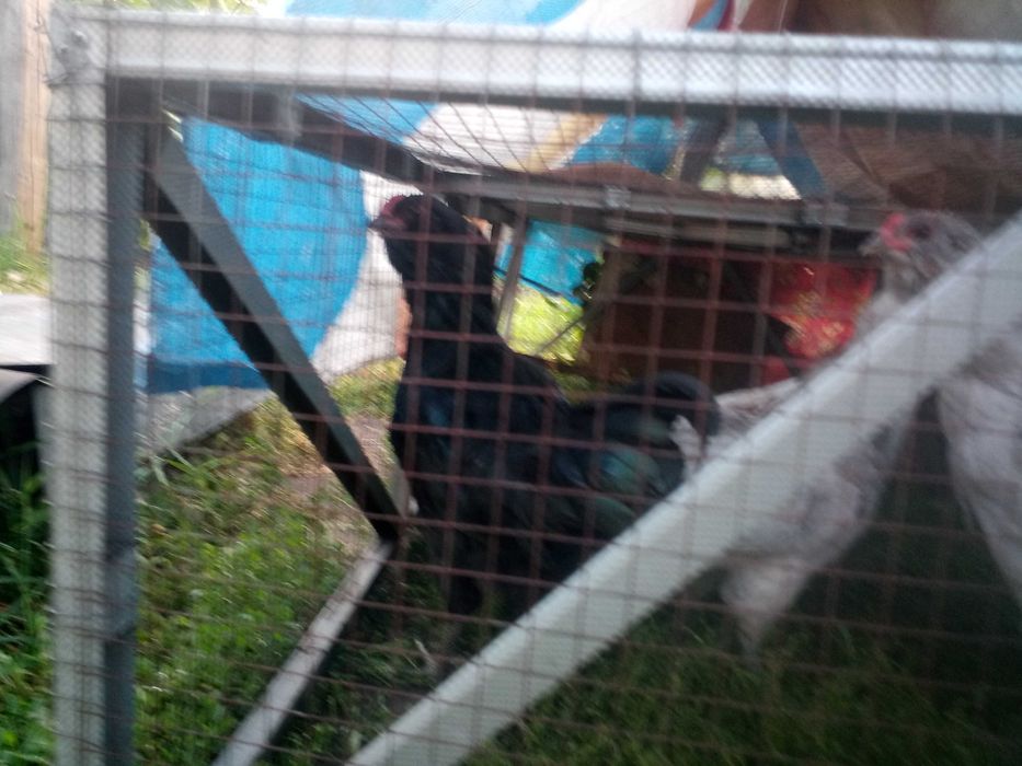 Петушки амераукана