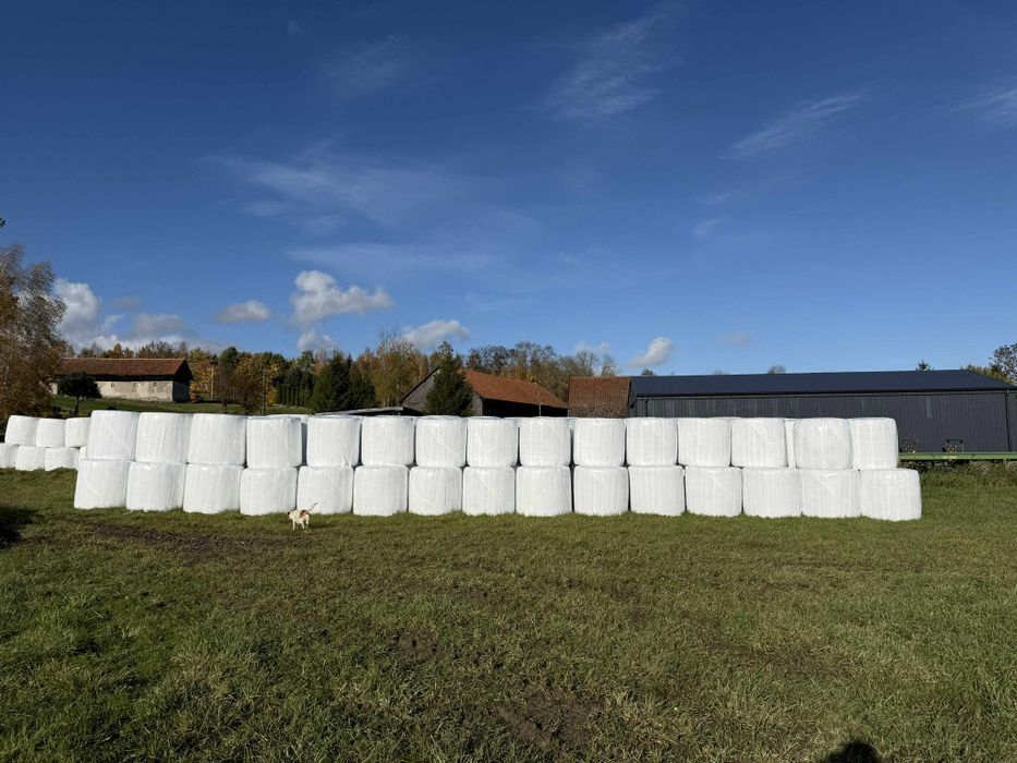 Siano, sianokiszonka baloty bele, dla krów, kóz, koni
