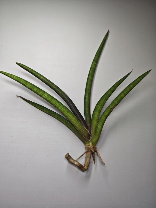 Sansevieria Pink Cell