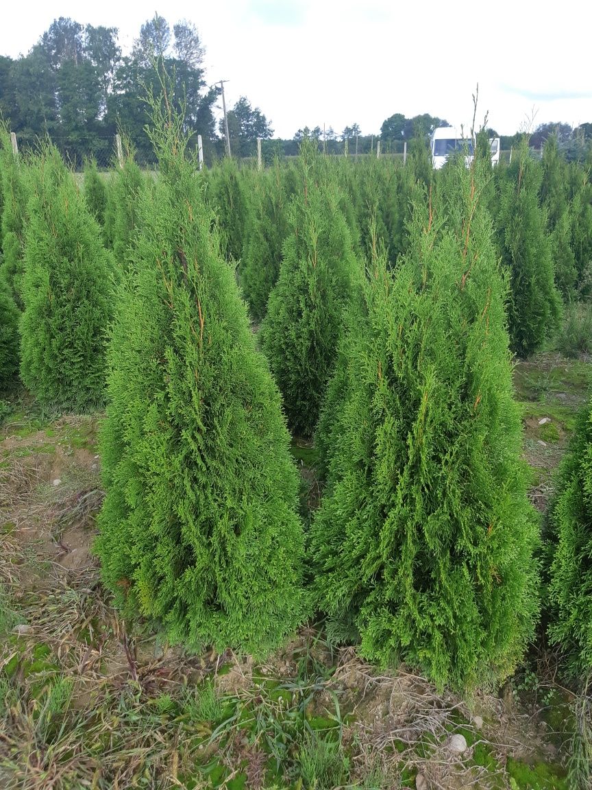 Tuja Thuja Tuje Szmaragd 140 cm