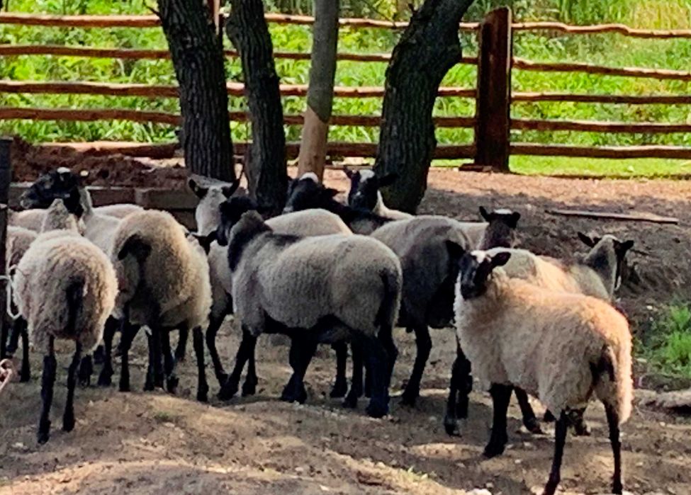 Барашки романівської породи