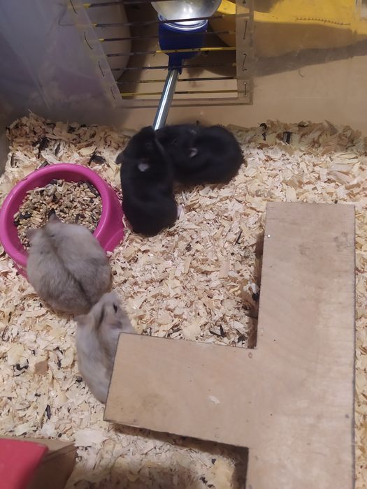 Джунгарские хомячки