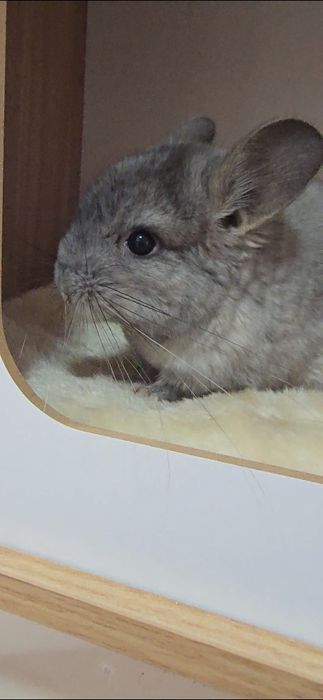 Trespasso loja de animais