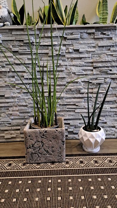 Сансевьера/Сансевиерия самурай  Фишери Голд флейм Мун шайн Цилиндрика