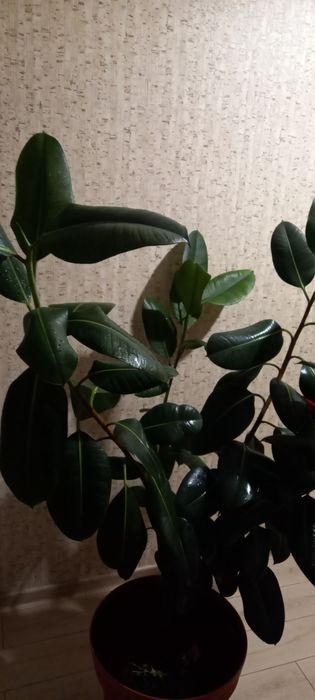 Кімнатний фікус у чудовому стані