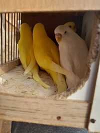 Papugi faliste lutino / albino
