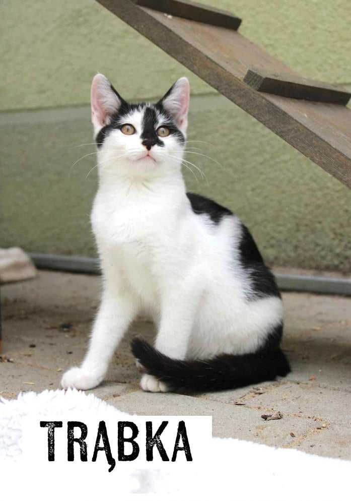 Koty do adopcji, kociaki szukają domów