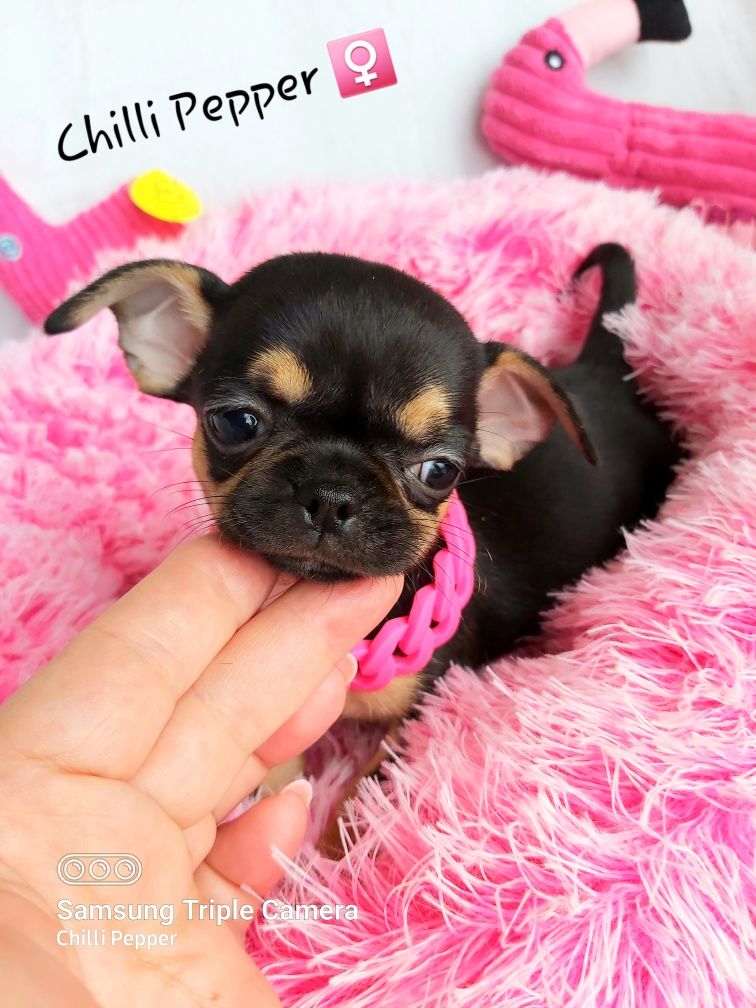 MINIATUROWA przepiękna krótkowłosa suczka chihuahua