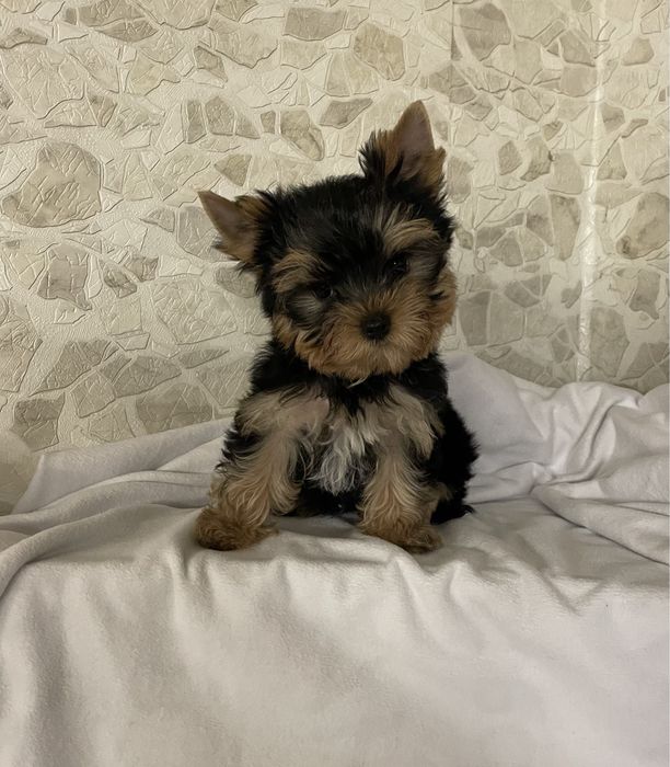 Стандарт з модочкою бебі фейс