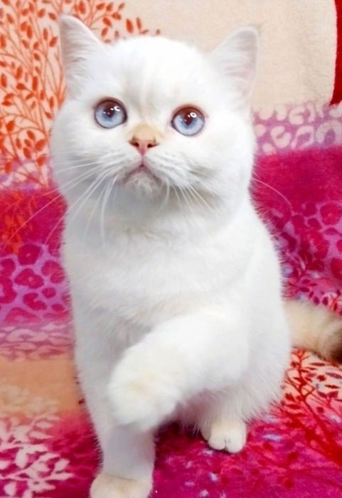 Чудо маленьке дівчинка мілашка